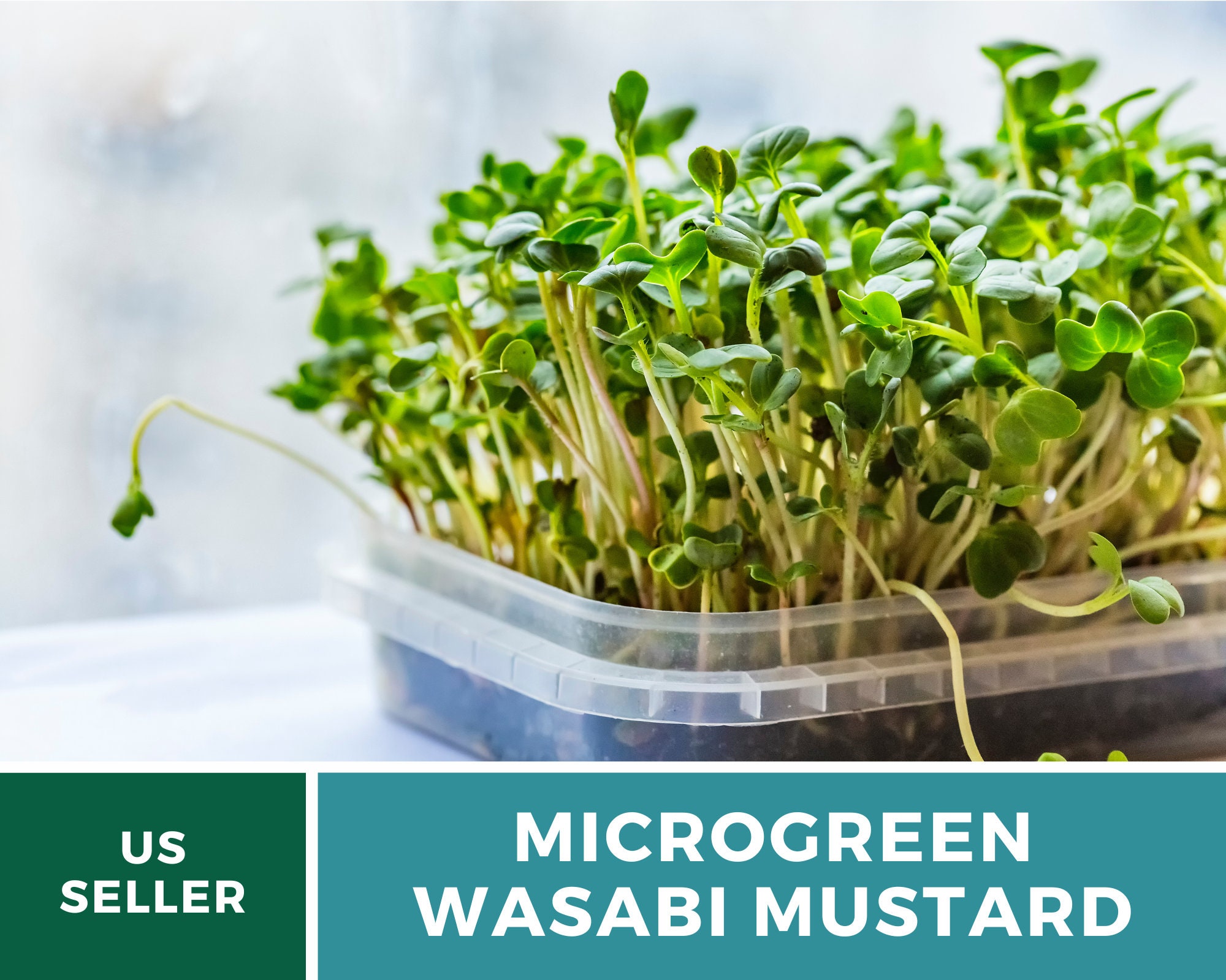 10+ Wasabi Microgreen Seeds Wasabi Spicy Mustard Microgreen Seeds – Heirloom, Peppery and Intense