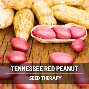 Tennessee Red Peanut Seeds – Heirloom Valencia Peanuts, Red Skin, Sweet Flavor for Roasting & Boiling | 10 Seeds