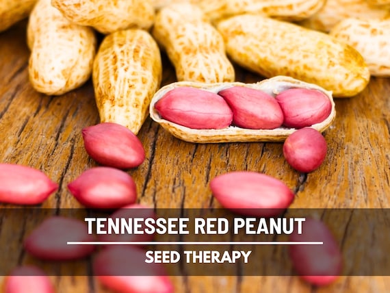 Tennessee Red Peanut Seeds – Heirloom Valencia Peanuts, Red Skin, Sweet Flavor for Roasting & Boiling | 10 Seeds