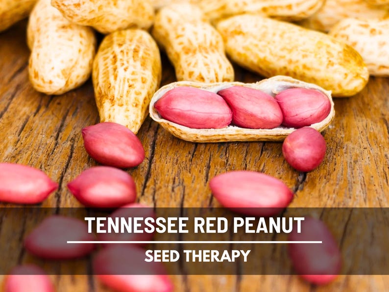 May include: Close-up of Tennessee Red Peanuts, some shelled, others in their natural shells. The image shows the peanuts on a wooden surface, with the text "Tennessee Red Peanut Seed Therapy" at the bottom.