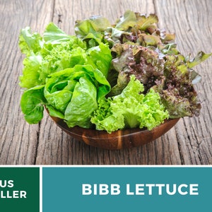 Summer Bibb Lettuce Seeds, Heat Tolerant Butterhead, Slow Bolting for Warm Weather, Heirloom, 500 Seeds image 5