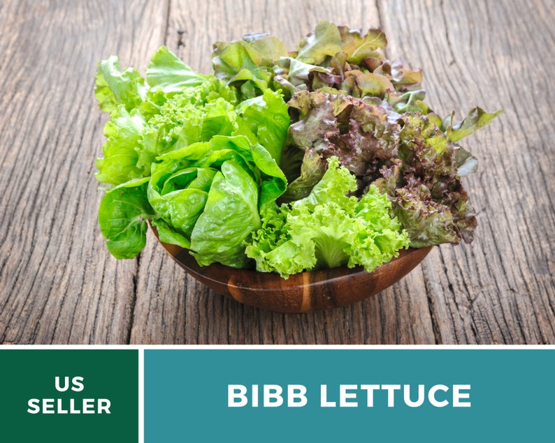 Summer Bibb Lettuce Seeds, Heat Tolerant Butterhead, Slow Bolting for Warm Weather, Heirloom, 500 Seeds image 5