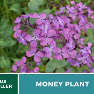 Money Plant Seeds (Honesty) – Heirloom, Prosperity and Abundance Symbol, Unique Flower for Gardens (Lunaria biennis) | 20 Seeds bild 7