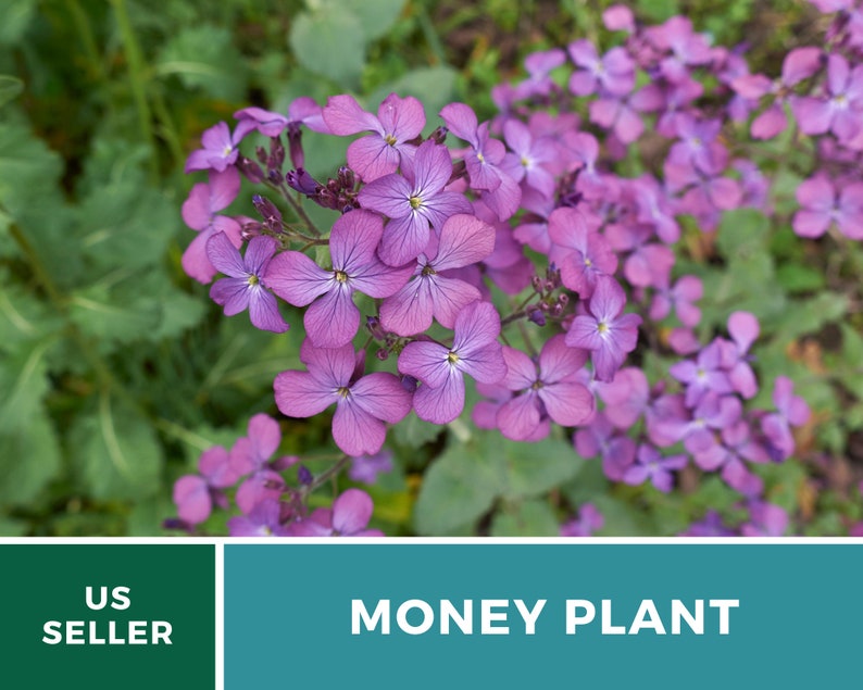 Money Plant Seeds (Honesty) – Heirloom, Prosperity and Abundance Symbol, Unique Flower for Gardens (Lunaria biennis) | 20 Seeds bild 7