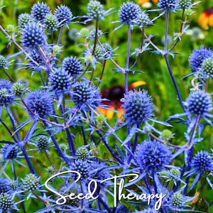 Puede incluir: Un grupo de flores de cardo azul vibrante con cabezas espinosas y tallos delgados. El texto "Seed Therapy" est&aacute; escrito en una caligraf&iacute;a blanca en la parte inferior de la imagen, sobre un fondo de follaje verde y algunas flores amarillas.