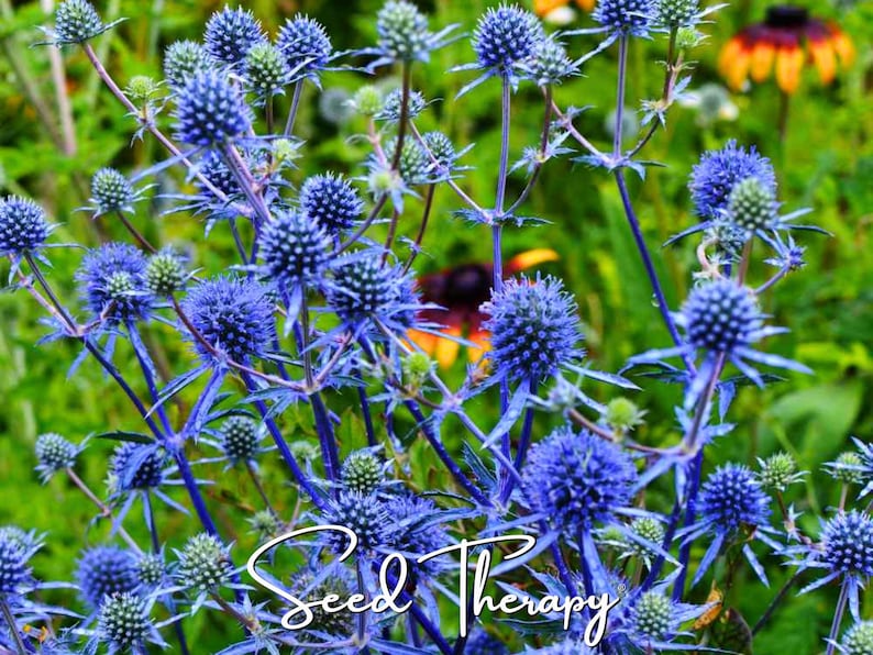 Puede incluir: Un grupo de flores de cardo azul vibrante con cabezas espinosas y tallos delgados. El texto "Seed Therapy" est&aacute; escrito en una caligraf&iacute;a blanca en la parte inferior de la imagen, sobre un fondo de follaje verde y algunas flores amarillas.