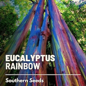 Eucalyptus, Rainbow Gum Tree - 100 Seeds - Heirloom Tree - Striking and Colorful Bark  (Eucalyptus deglupta)