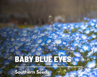 Nemophila menziesii Baby Blue Eyes