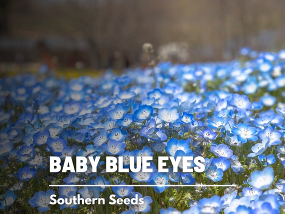 Baby Blue Eyes, Nemophila menziesii
