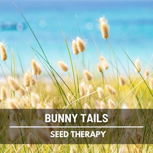 Bunny Tails (Lagurus ovatus) dried ornamental grass bundled in bunches, perfect for long-lasting floral arrangements, vases, and wedding bouquets - Seed Therapy