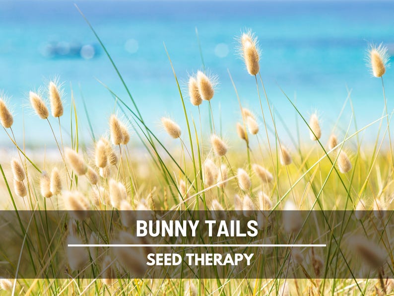 Bunny Tails (Lagurus ovatus) dried ornamental grass bundled in bunches, perfect for long-lasting floral arrangements, vases, and wedding bouquets - Seed Therapy