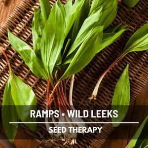 Wild Leek Seeds (Ramps) – Heirloom Vegetable, Open Pollinated, Non-GMO, Rare Native Wild Edible | 10 Seeds