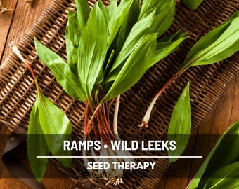Wild Leek Seeds (Ramps) – Heirloom Vegetable, Open Pollinated, Non-GMO, Rare Native Wild Edible | 10 Seeds