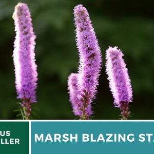 May include: Three tall, pink, feathery flower stalks, known as Marsh Blazing Star, are in focus against a green background. The text "Marsh Blazing Star" is in the foreground.