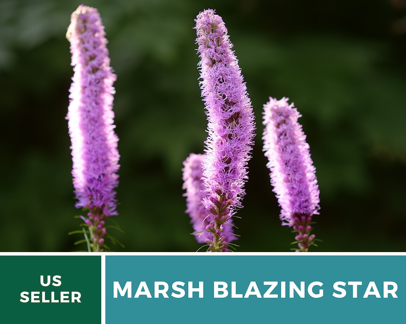 May include: Three tall, pink, feathery flower stalks, known as Marsh Blazing Star, are in focus against a green background. The text "Marsh Blazing Star" is in the foreground.