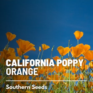 Poppy, California Orange - 200 Seeds - Heirloom Flower - Striking Orange Blooms - Iconic California Wildflower (Eschscholzia californica)