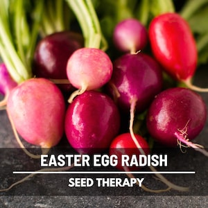 Easter Egg Radish Seeds – Heirloom Vegetable, Open Pollinated, Non-GMO, Colorful Round Radishes, Easy to Grow | 250 Seeds