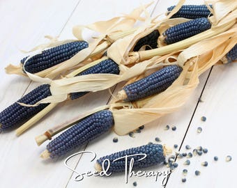 May include: A collection of dried blue corn cobs with light tan husks, arranged in a cluster. Several individual blue corn kernels are scattered around the base of the cobs. The text Seed Therapy is written in a white cursive font across the bottom.