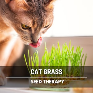 Cat Grass Seeds – Heirloom Ornamental Grass, Pet‑Safe Barley Blend & Non‑GMO, Ideal for Pots | 50 Seeds