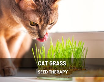 Cat Grass Seeds – Heirloom Ornamental Grass, Pet‑Safe Barley Blend & Non‑GMO, Ideal for Pots | 50 Seeds