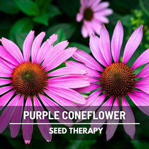Purple Coneflower (Echinacea purpurea) close-up of blossoms with golden-orange centers and pink petals - Seed Therapy