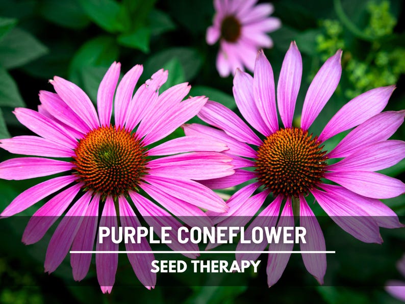 Purple Coneflower (Echinacea purpurea) close-up of blossoms with golden-orange centers and pink petals - Seed Therapy