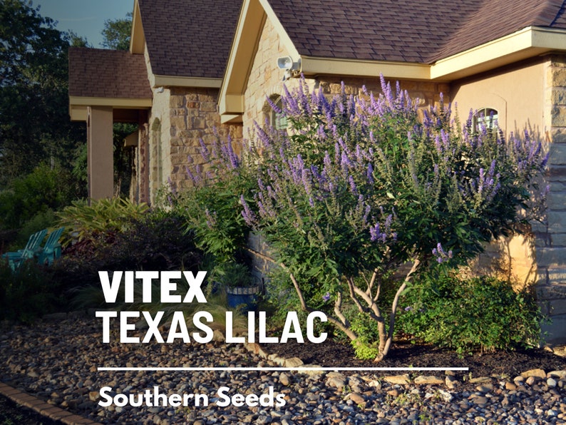 May include: A Vitex tree, also known as Texas Lilac, with purple flowers in bloom. The tree is planted in front of a stone house with a brown roof. The text "Vitex Texas Lilac" and "Southern Seeds" is visible in the image.