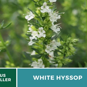 Hyssop, White Albus 50 Seeds Heirloom Herb Delicate White Flowers Hyssopus officinalis image 3