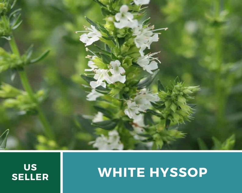 Hyssop, White Albus 50 Seeds Heirloom Herb Delicate White Flowers Hyssopus officinalis image 3