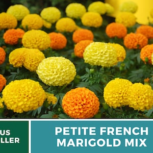 May include: A close-up of a mix of yellow and orange marigold flowers in bloom. The flowers are arranged in a garden setting with green foliage. The text "Petite French Marigold Mix" is displayed on a teal background.