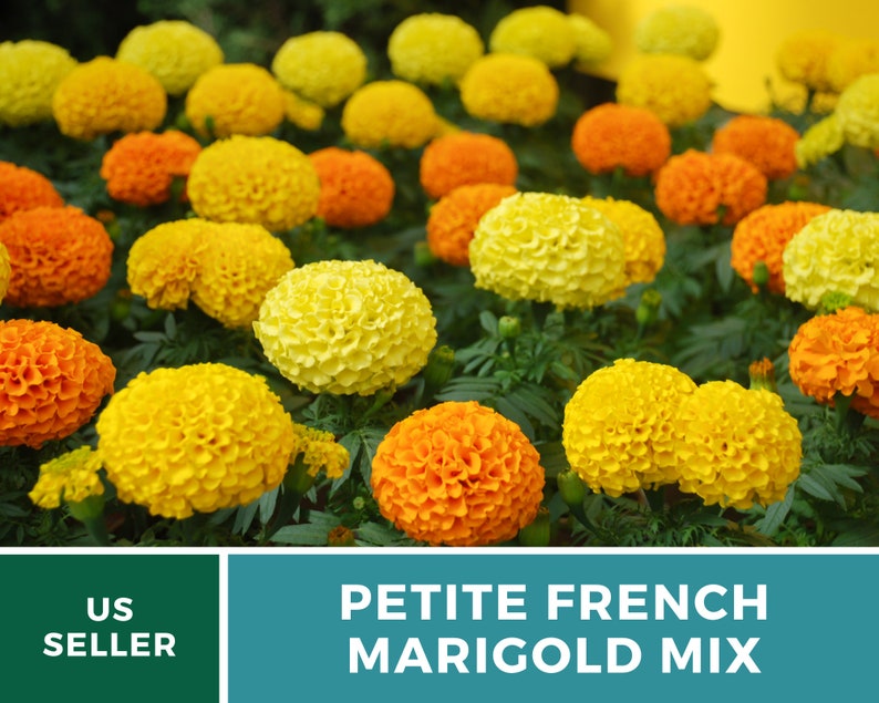 May include: A close-up of a mix of yellow and orange marigold flowers in bloom. The flowers are arranged in a garden setting with green foliage. The text "Petite French Marigold Mix" is displayed on a teal background.