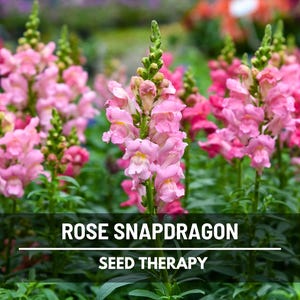 Rose Snapdragon Seeds – Heirloom Flower, Rose-Colored Blooms, Cut Flower, Arrangements, Antirrhinum majus | 200 Seeds