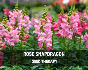 Rose Snapdragon Seeds – Heirloom Flower, Rose-Colored Blooms, Cut Flower, Arrangements, Antirrhinum majus | 200 Seeds
