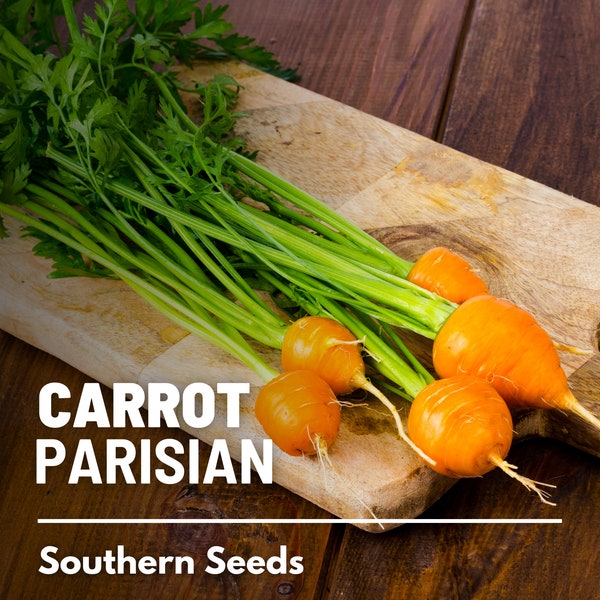 Carrot, Parisian - 250 Seeds - Heirloom Vegetable - Open Pollinated - Non-GMO - Container Garden (Daucus carota)