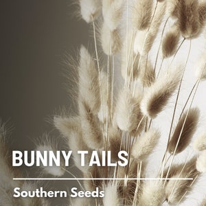 Bunny Tails 50 Seeds Heirloom Ornamental Grass, Hare's Tail, Cut Flowers & Arrangements Lagurus ovatus image 9