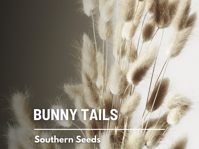 Bunny Tails 50 Seeds Heirloom Ornamental Grass, Hare's Tail, Cut Flowers & Arrangements Lagurus ovatus image 9