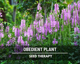 Obedient Plant Seeds – False Dragonhead, Heirloom Flower, Physostegia virginiana, Native Perennial for Pollinators | 25 Seeds