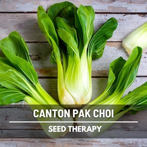 Canton Pak Choi Seeds – Heirloom Bok Choy, Asian Greens for Stir-Fry, Fast Growing, Non-GMO | 200 Seeds