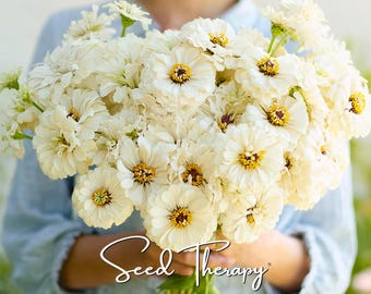 Polar Bear Zinnia Seeds – Heirloom Flower, Pure White Blooms, Attracts Pollinators, Easy to Grow | 100 Seeds