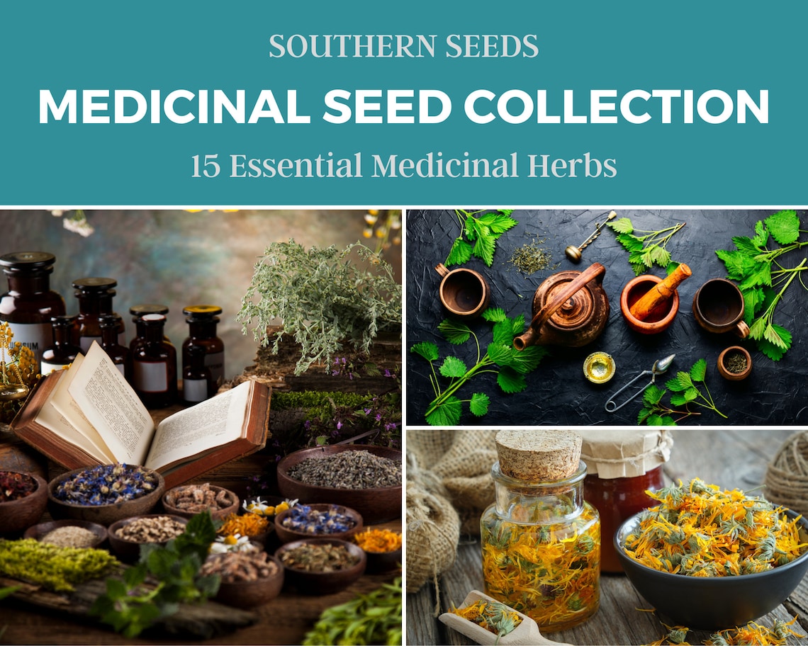 Medicinal Herb Seed Collection 15 Essential Herbs Nongmo Etsy