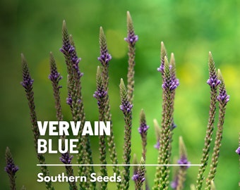 Vervain, Blue - 100 Seeds - Heirloom Herb, Blue flower spikes, Medicinal Herb , Attracts pollinators (Verbena hastata) -