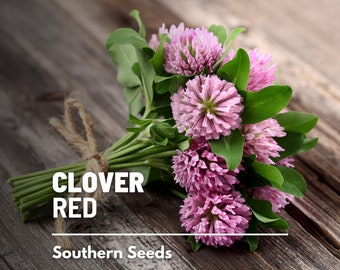Clover, Red - 200 Seeds - Heirloom Culinary & Medicinal Herb - Cover Crop - Grain Substitute (Trifolium pratense)