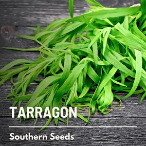 Tarragon - 300 Seeds - Heirloom Herb, Culinary & Medicinal Plant, Non-GMO, Garden Gift (Artemisia dracunculoides)