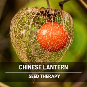 Chinese Lantern Seeds – Ornamental Heirloom Fruit, Edible Red Berries & Non-GMO, Unique Garden Plant | 50 Seeds