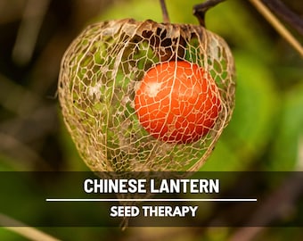 Chinese Lantern Seeds – Ornamental Heirloom Fruit, Edible Red Berries & Non-GMO, Unique Garden Plant | 50 Seeds