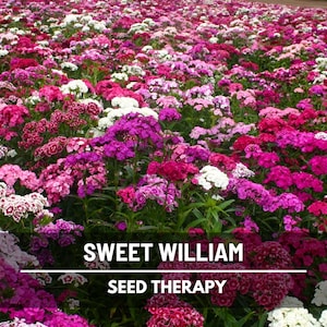 Sweet William Seeds – Heirloom Flower, Fragrant Blooms, Vibrant Colors, Attracts Pollinators, Garden Gift | 250 Seeds