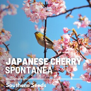 May include: A small, yellow bird perches on a branch of a Japanese cherry tree in full bloom. The tree is covered in delicate pink blossoms against a bright blue sky. The text "JAPANESE CHERRY SPONTANEA" is displayed below the bird, and "Southern Seeds" is displayed below the text.