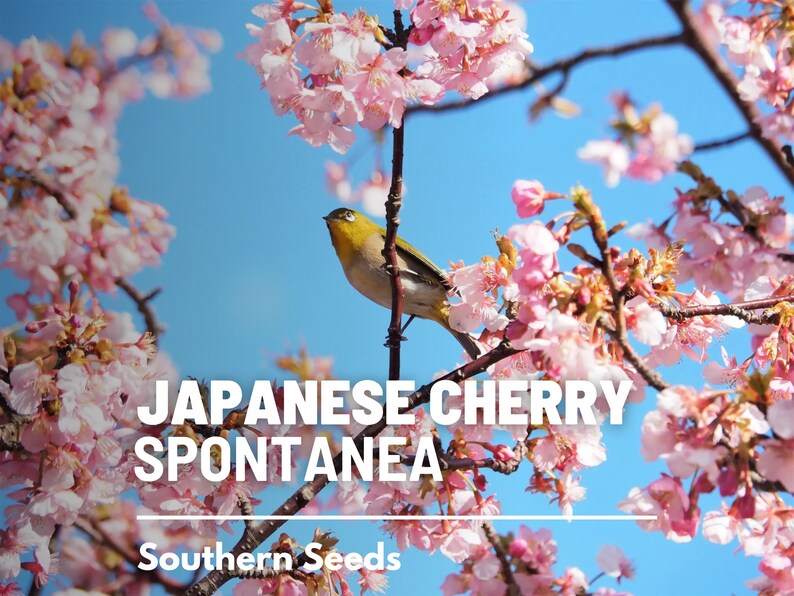 May include: A small, yellow bird perches on a branch of a Japanese cherry tree in full bloom. The tree is covered in delicate pink blossoms against a bright blue sky. The text "JAPANESE CHERRY SPONTANEA" is displayed below the bird, and "Southern Seeds" is displayed below the text.