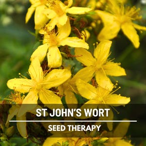 St. John’s Wort Seeds – Heirloom Medicinal Herb, Yellow Flowers, Herbal Remedy, Non-GMO, Garden Gift | 100 Seeds image 5
