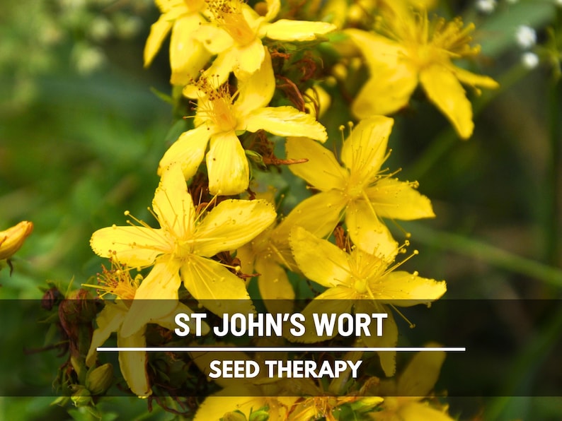 St. John’s Wort Seeds – Heirloom Medicinal Herb, Yellow Flowers, Herbal Remedy, Non-GMO, Garden Gift | 100 Seeds image 5